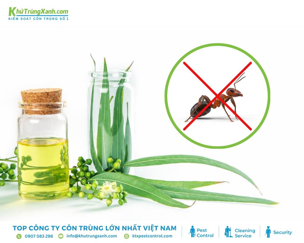 Tinh dầu bạch đàn chanh chứa menthol khiến kiến cảm thấy khó chịu
