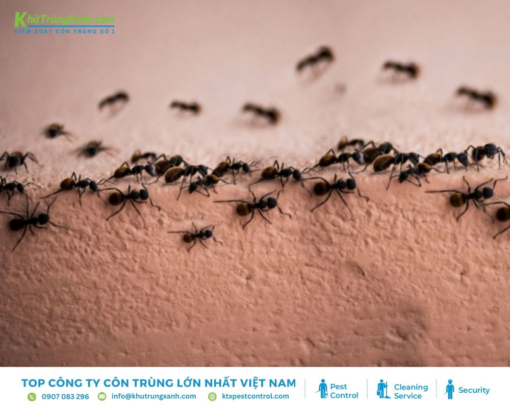 Hạn chế đường đi của kiến để bảo vệ không gian sống