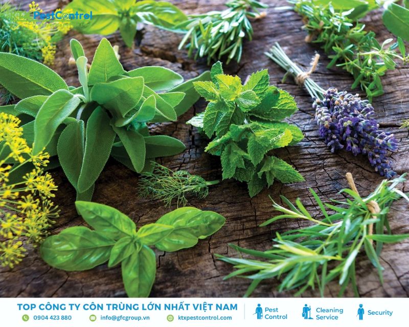 Xịt tinh dầu oải hương pha loãng giúp đuổi bọ chét