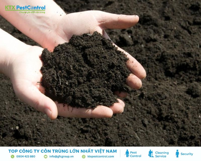 diệt bọ cắn người bằng bột đất tảo