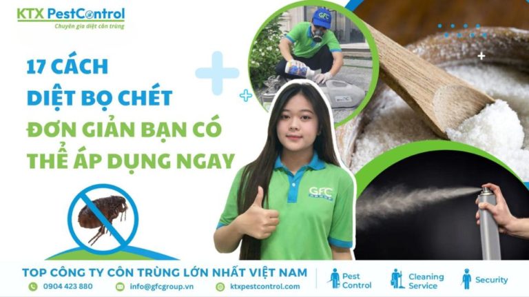 Làm sao để diệt bọ chét trong nhà nhanh gọn và hiệu quả?