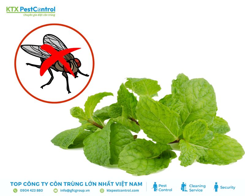 cách diệt côn trùng bằng lá bạc hà