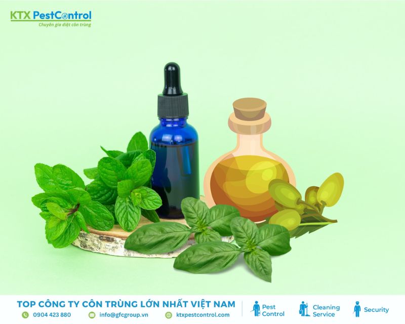 diệt côn trùng tại nhà bằng bả dược thảo