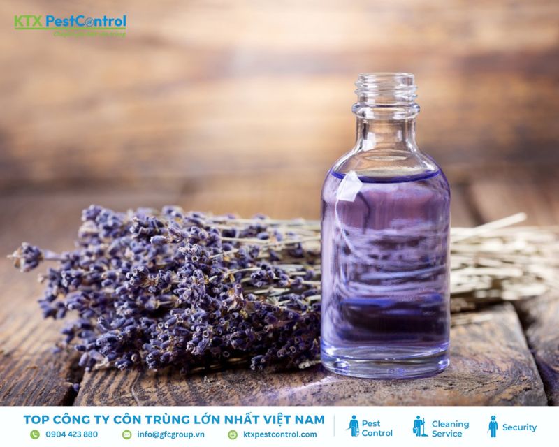 tinh dầu hoa oải hương đuổi côn trùng