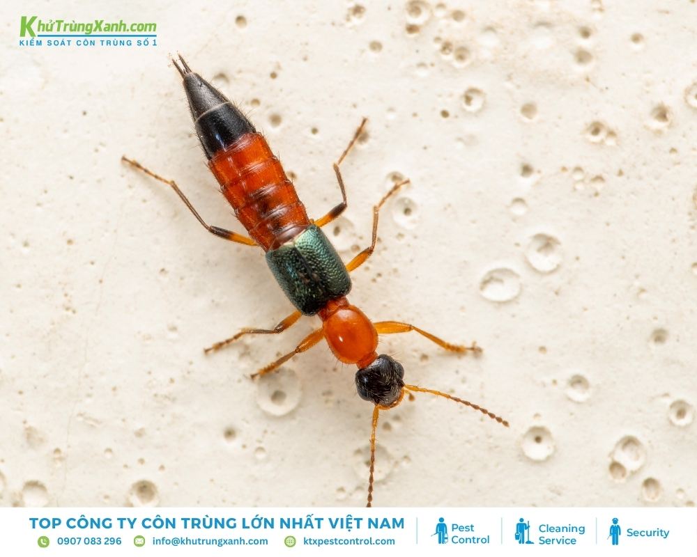 Điểm khiến cho kiến ba khoang vào nhà và gây hại cho gia đình
