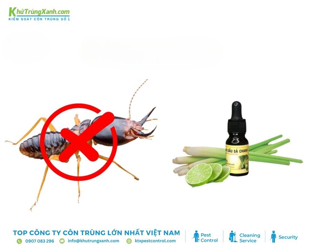 Tinh dầu sả chanh chứa các hoạt chất tự nhiên có khả năng tiêu diệt trứng và ấu trùng của mọt gỗ