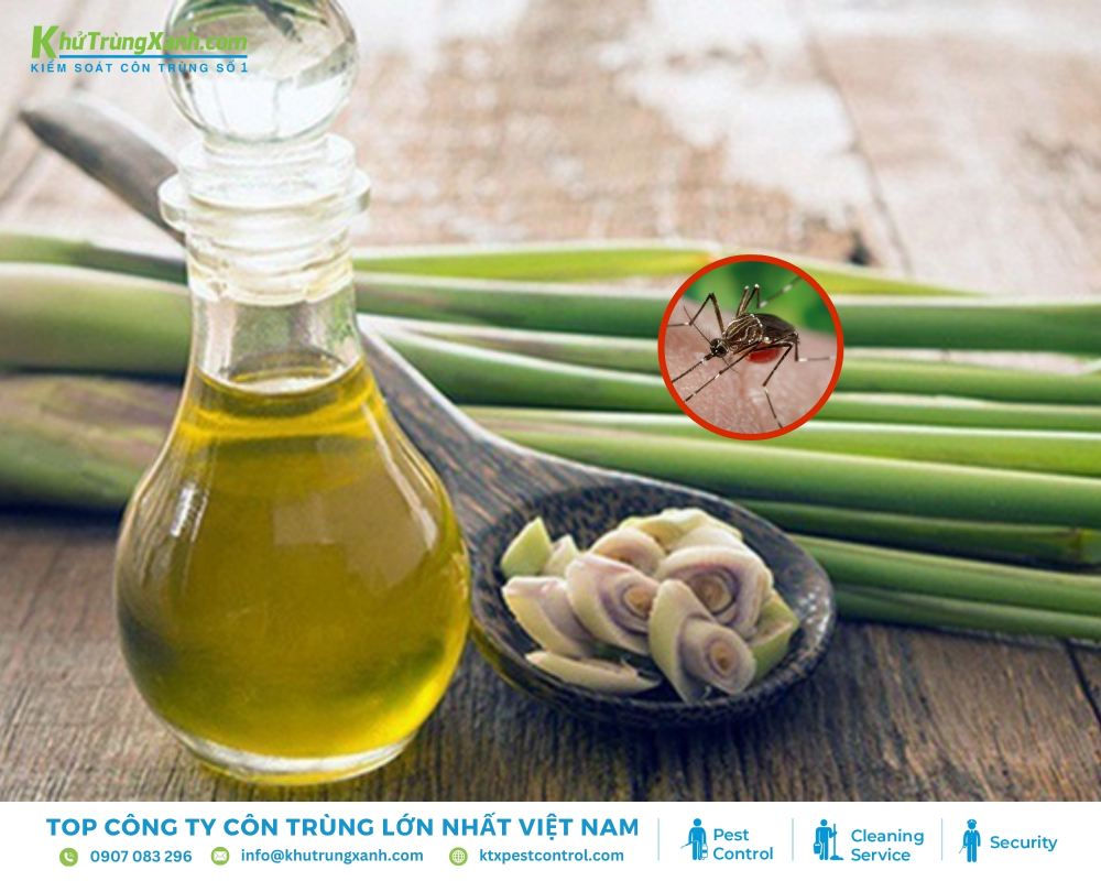 Trong sả chứa một lượng lớn tinh dầu citronella, có mùi hương đặc trưng mà muỗi rất sợ.