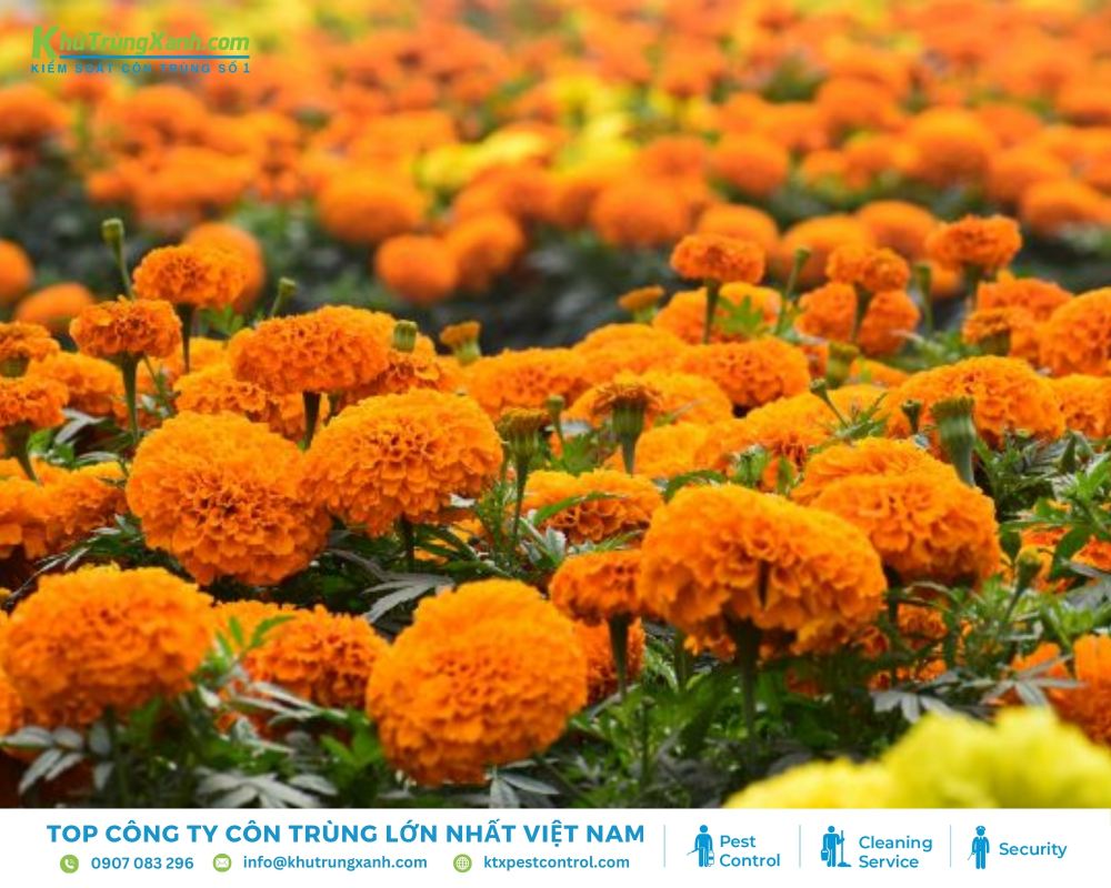 Hương thơm của cúc vạn thọ khá nồng và lan tỏa rộng, tạo thành một lớp rào chắn tự nhiên bảo vệ bạn khỏi muỗi