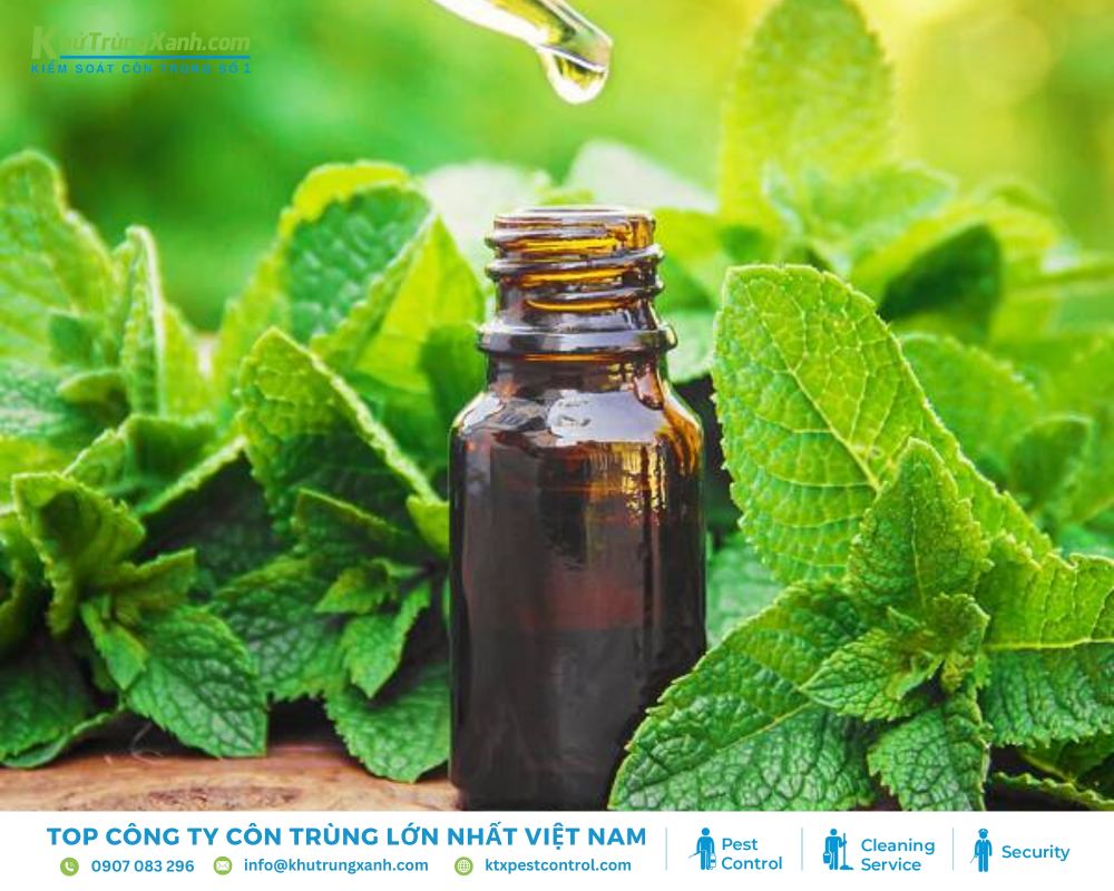 Dùng bình xịt để phun dung dịch này vào các khu vực có nhiều nhện, các góc tường và khe kẽ