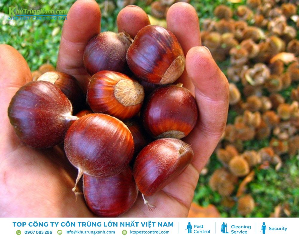 Bạn có thể sử dụng hạt dẻ tươi hoặc hạt dẻ khô