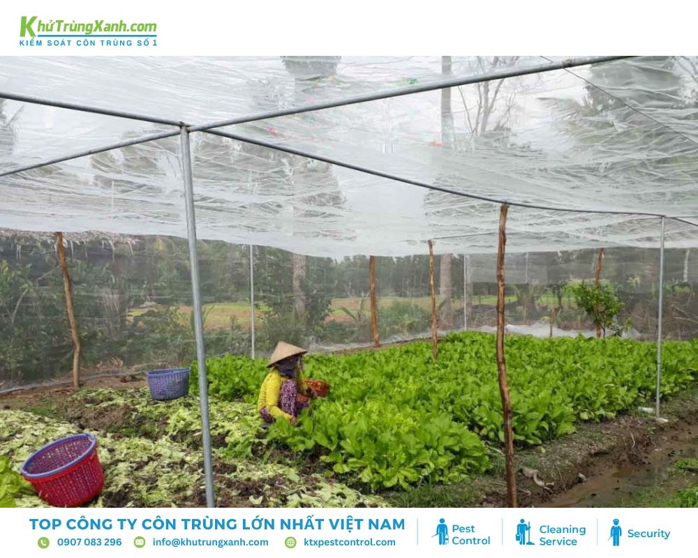 Rào lưới xung quanh vườn rau để ngăn chặn chuột xâm nhập