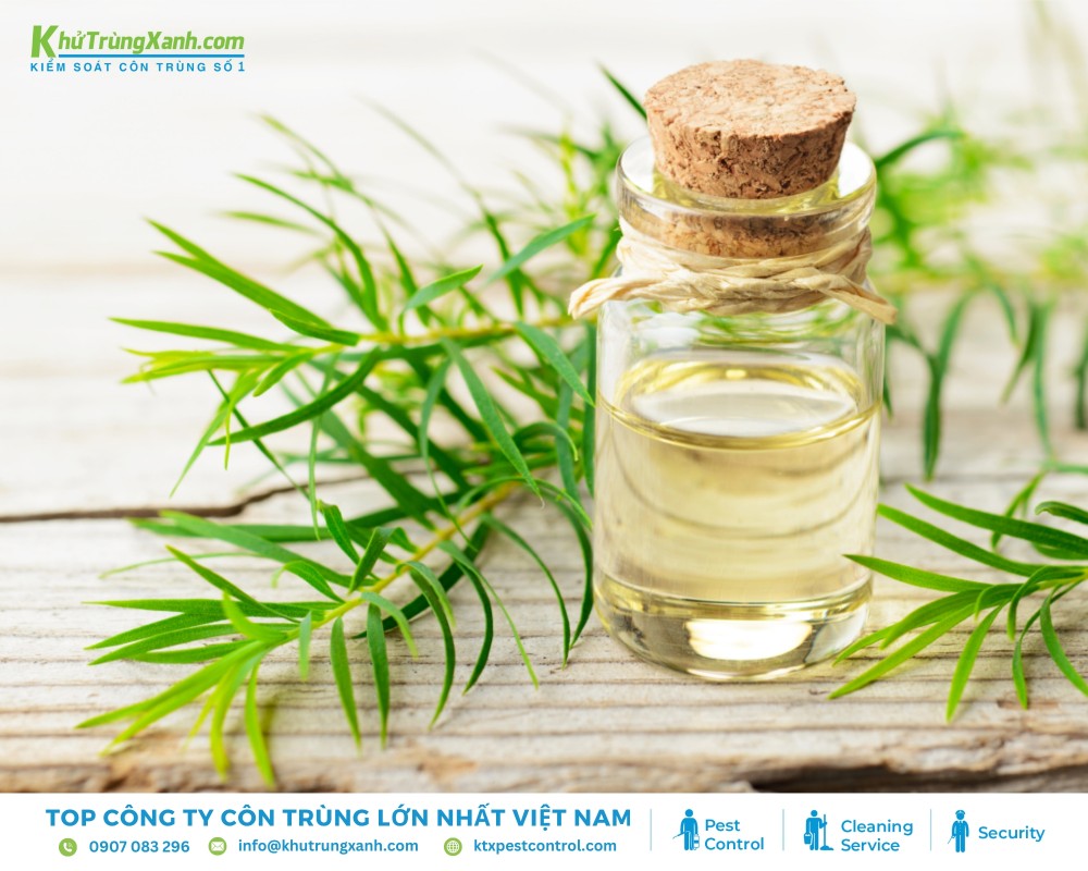 Nhỏ vài giọt quanh tổ chuột, nơi chúng xuất hiện để xua đuổi hiệu quả