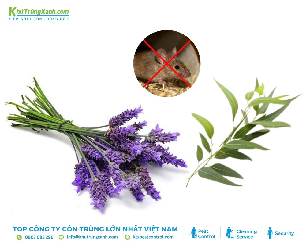 Đặt lá/cành oải hương, bạch đàn tại nơi chuột thường đến để đẩy lùi chúng