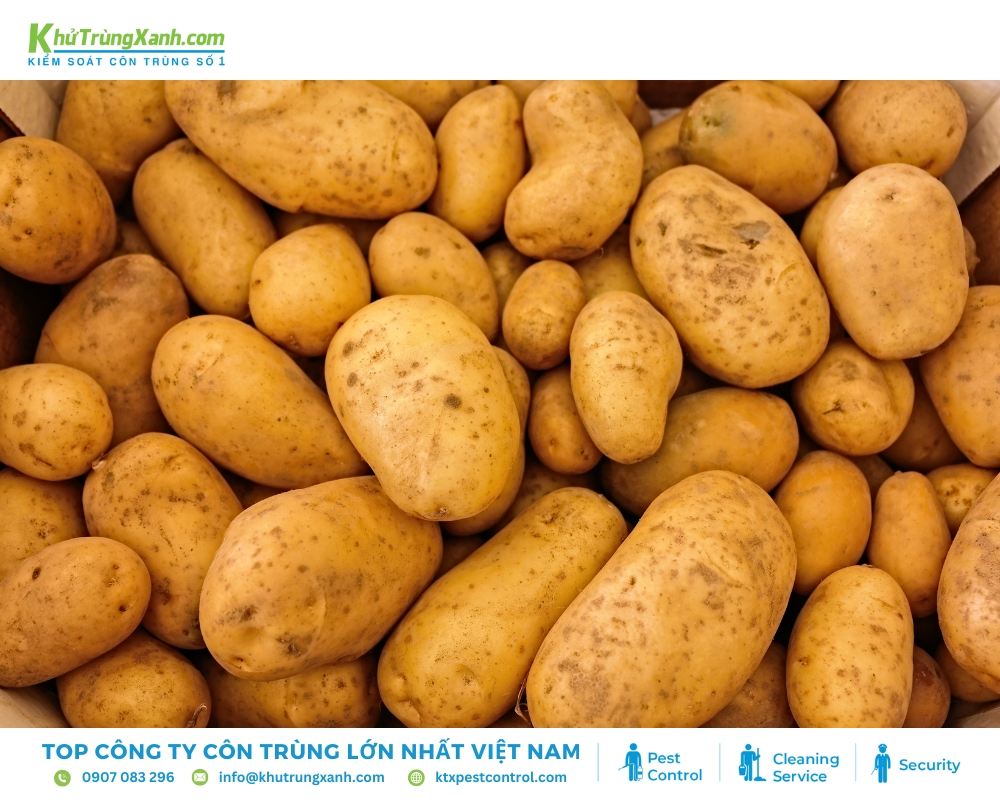 Sử dụng khoai tây sống khiến chuột đầy hơi và khó chịu