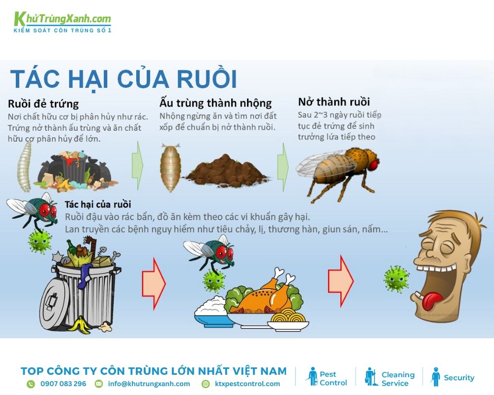 Những bệnh lý do ruồi gây ra cho con người