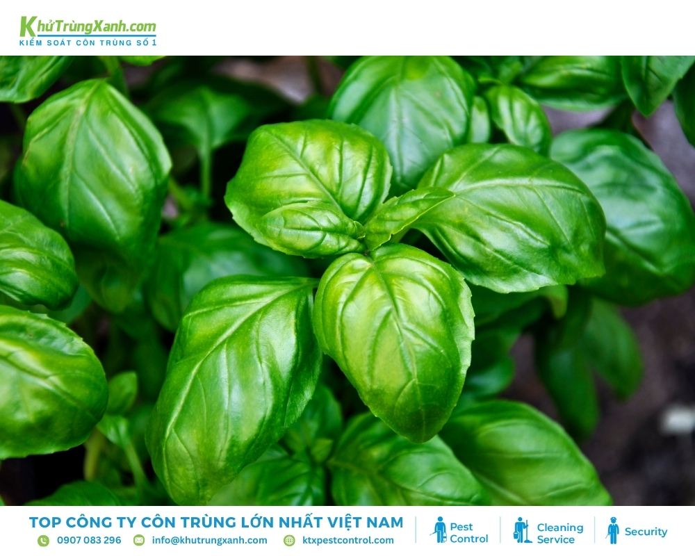 Cây húng quế có mùi hướng mà loài ruồi cực kỳ ghét
