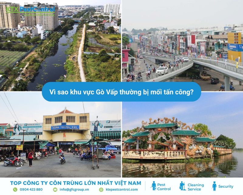 KTX cung cấp dịch vụ diệt mối Gò Vấp uy tín
