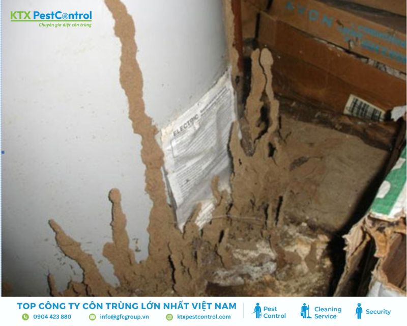 Tổ mối được hình thành sát chân tường