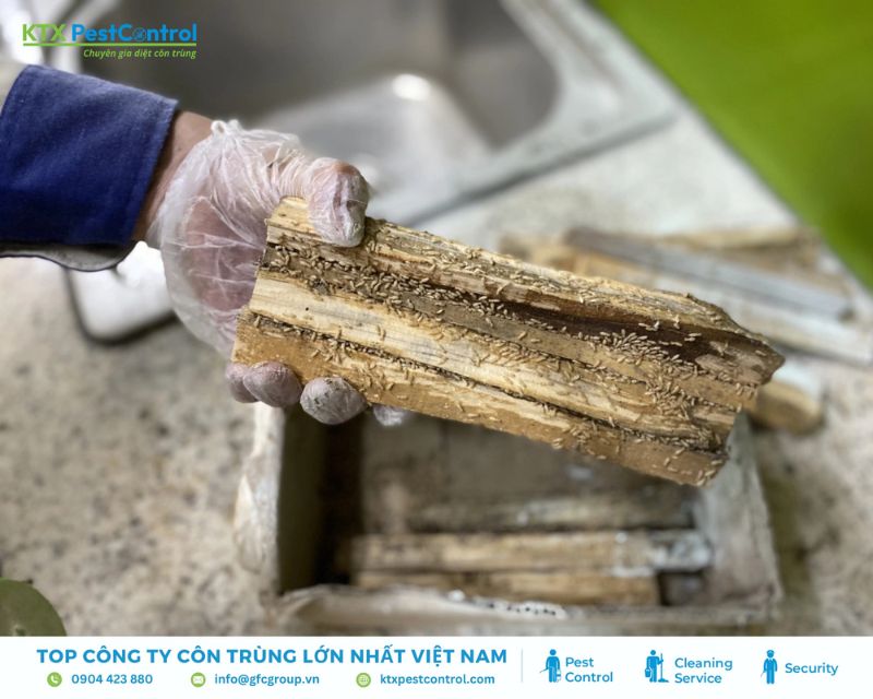 Đường mối ăn hiện rõ bên trong bề mặt gỗ