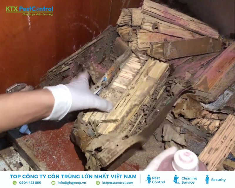 dịch vụ diệt mối tận gốc Hải Dương