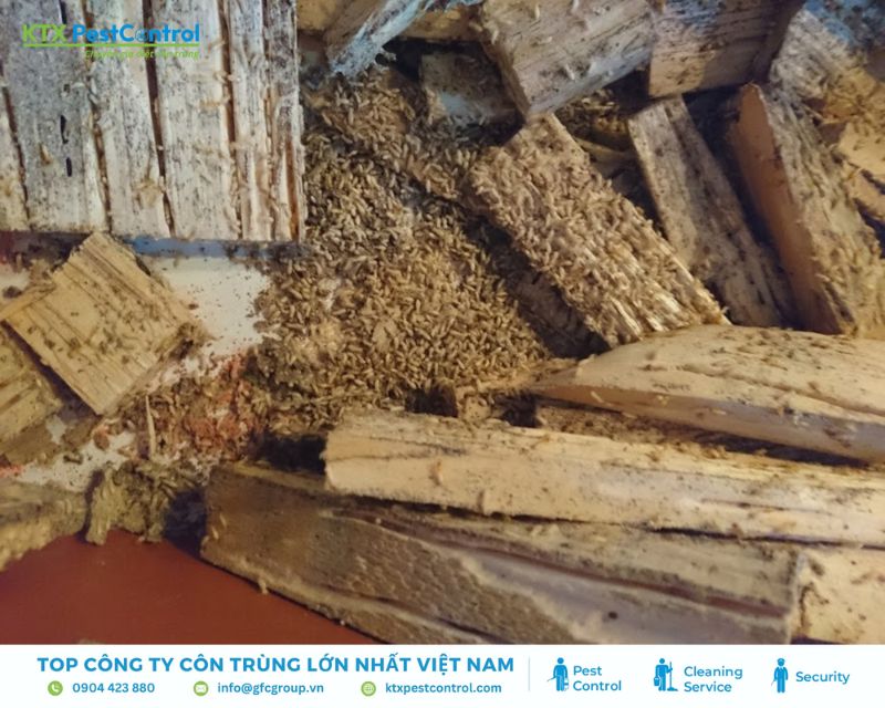 Gỗ mục từng mảng tại nhà Hải Dương