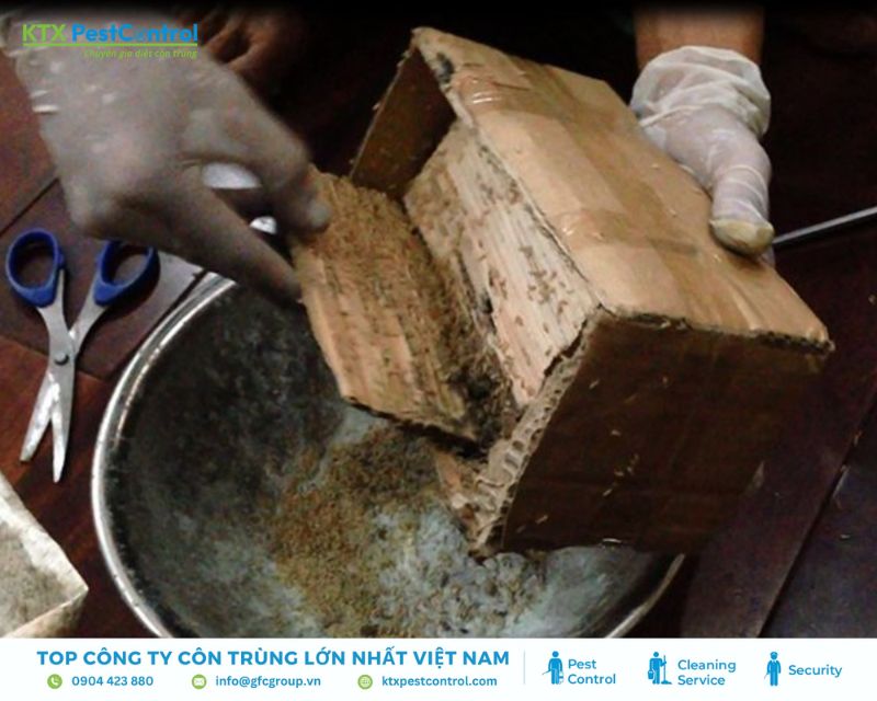Kỹ thuật viên đang xử lý tổ mối bên trong hộp nhử