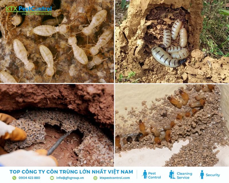 dịch vụ diệt mối Hải Dương chuyên nghiệp