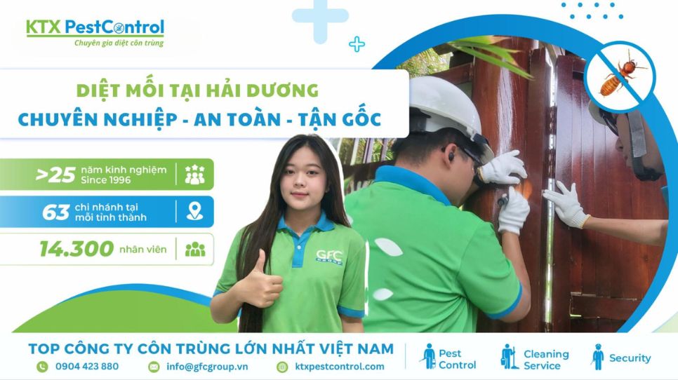 Diệt mối tại Hải Dương chuyên nghiệp, an toàn, tận gốc