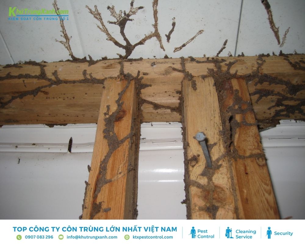 Mối làm tổ trên trần nhà