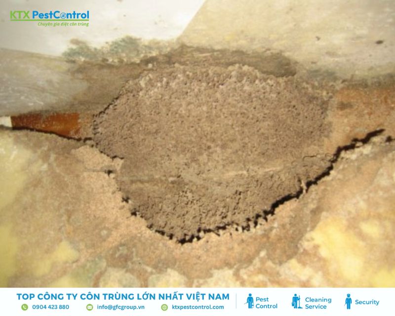 dịch vụ diệt mối quận 7 giúp kiểm soát mối hiệu quả