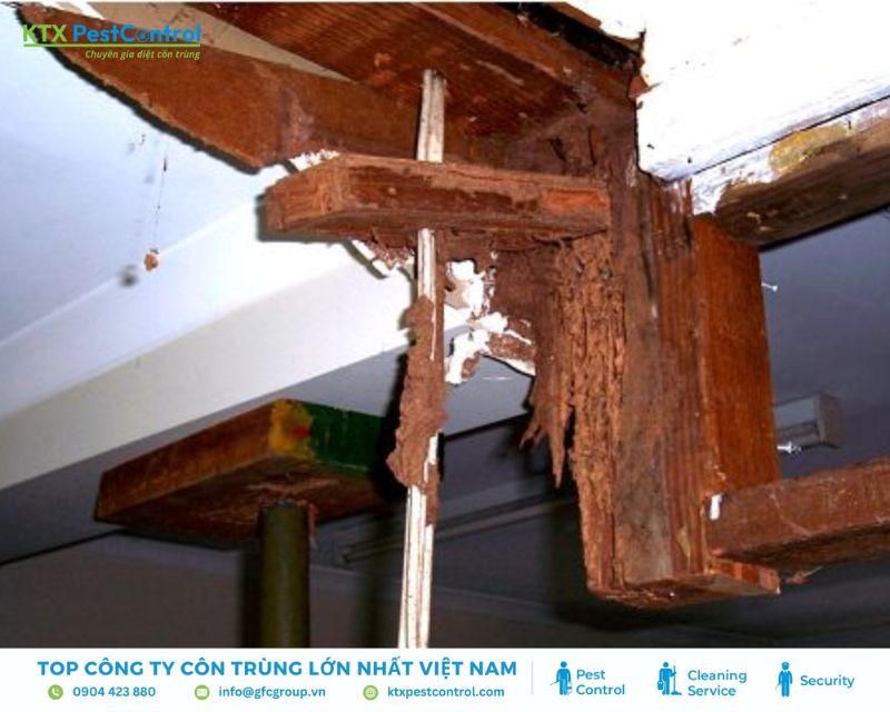 Gỗ trần nhà bị mối gặm mòn