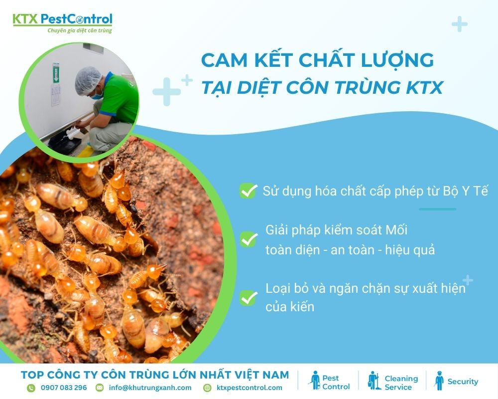 KTX cam kết dịch vụ diệt mối tận gốc tại Hải Phòng