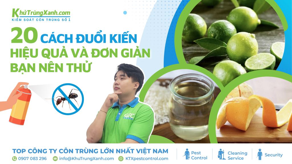 20 Cách Diệt Kiến tận ổ Hiệu Quả Và Đơn Giản Bạn Nên Thử