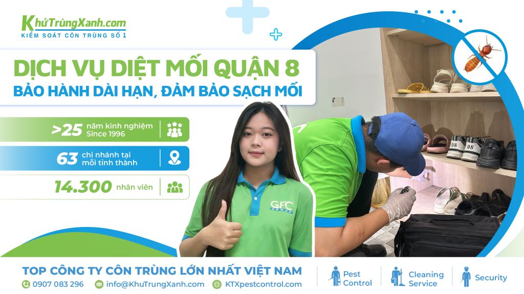 Dịch vụ diệt mối Quận 8 – Bảo hành dài hạn, đảm bảo sạch mối
