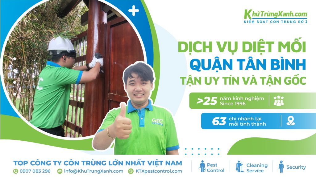 Dịch vụ diệt mối quận Tân Bình tận uy tín và tận gốc