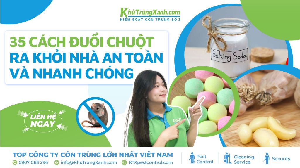 35 cách đuổi chuột ra khỏi nhà an toàn và nhanh chóng