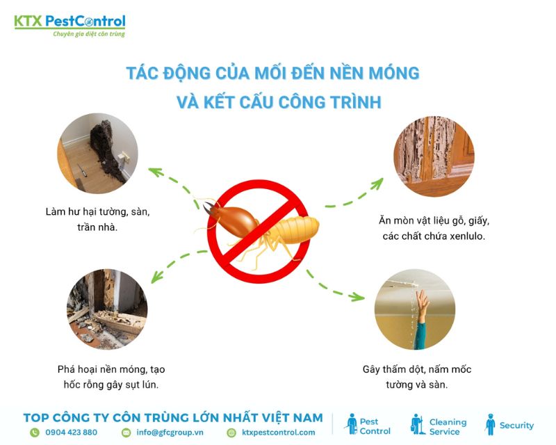 phòng chống mối trước khi xây nhà - tác động của mối