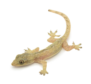 dịch vụ kiểm soát thằn lằn