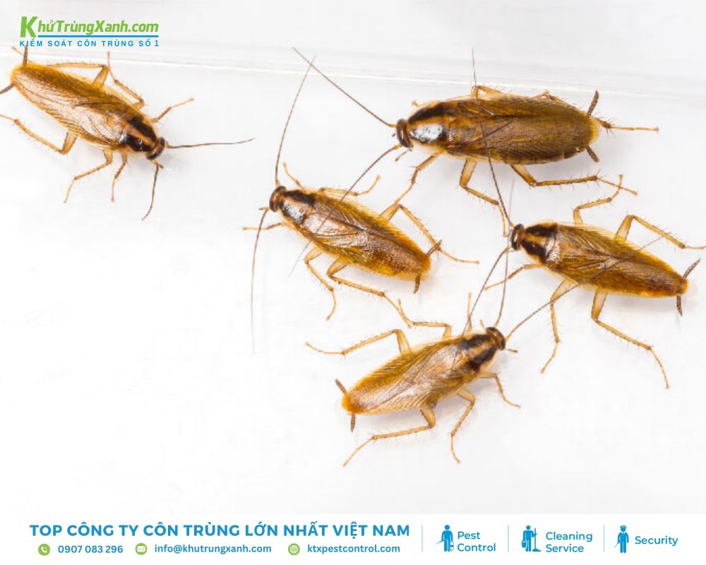 Gián Đức là vật trung gian truyền bệnh như Salmonella, E. coli, gây ra các bệnh về đường tiêu hóa