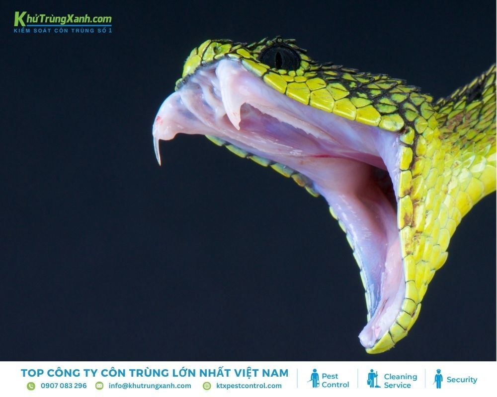 Rắn thuộc nhóm bò sát máu lạnh và luôn mang trong mình những mối nguy hiểm tiềm tàng