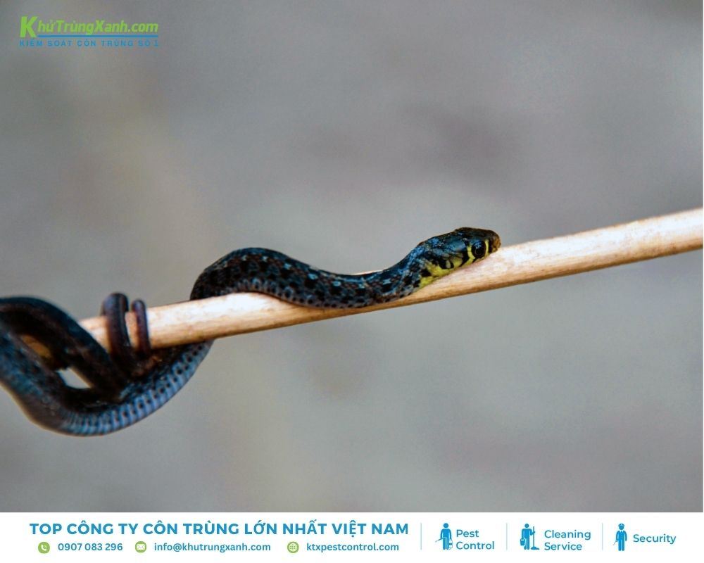 Chỉ nên áp dụng phương pháp này khi chắc chắn rằng loài rắn không có độc