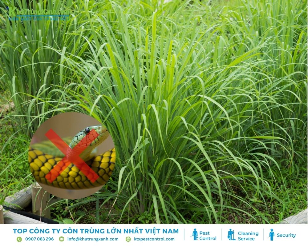 Sả là một trong những loại cây có mùi mạnh giúp xua đuổi rắn