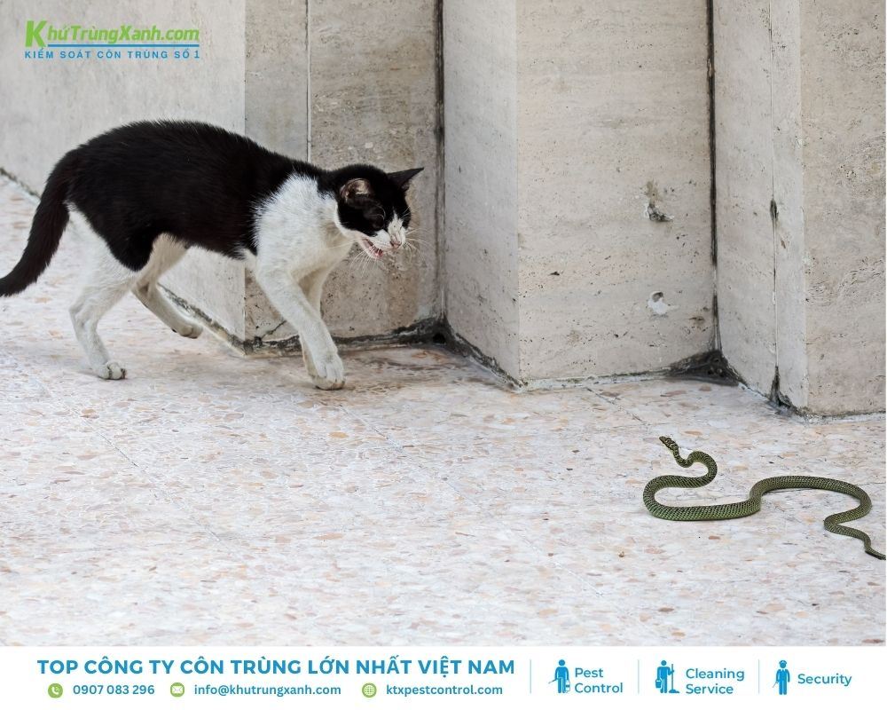 Mèo được biết là những "sát thủ săn mồi" tài ba