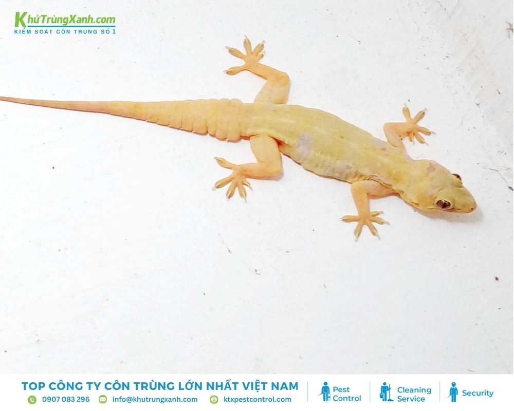 Không gian sống của con người là môi trường phát triển lý tưởng của thằn lằn