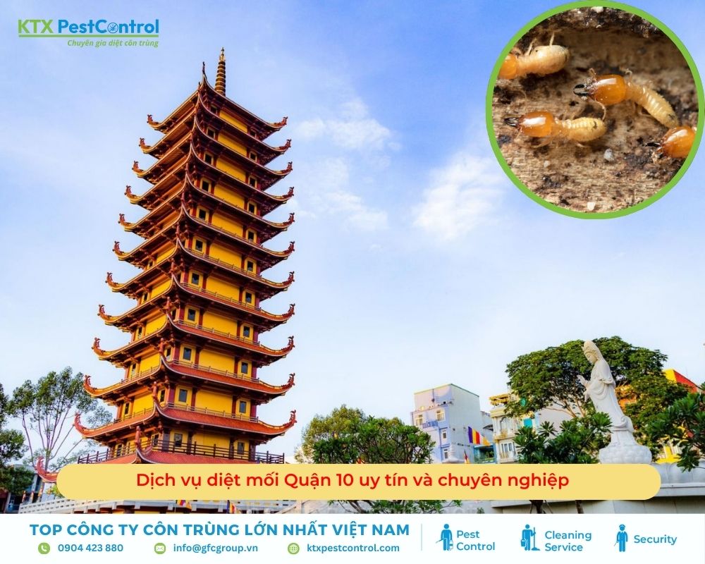 Dịch vụ diệt mối Quận 10 uy tín và chuyên nghiệp