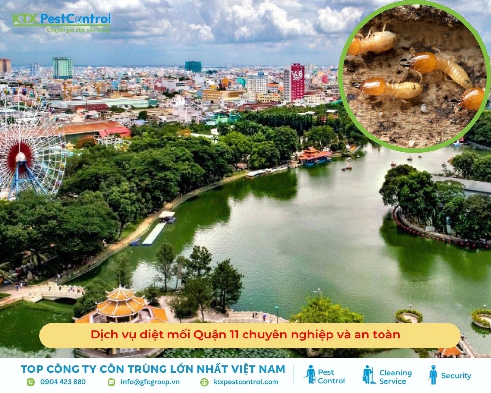 Dịch vụ diệt mối Quận 11 chuyên nghiệp và an toàn