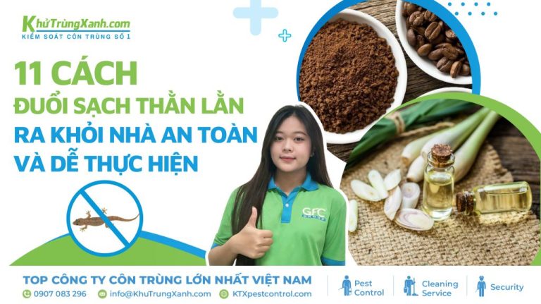 11 cách đuổi sạch thằn lằn ra khỏi nhà an toàn và dễ thực hiện 
