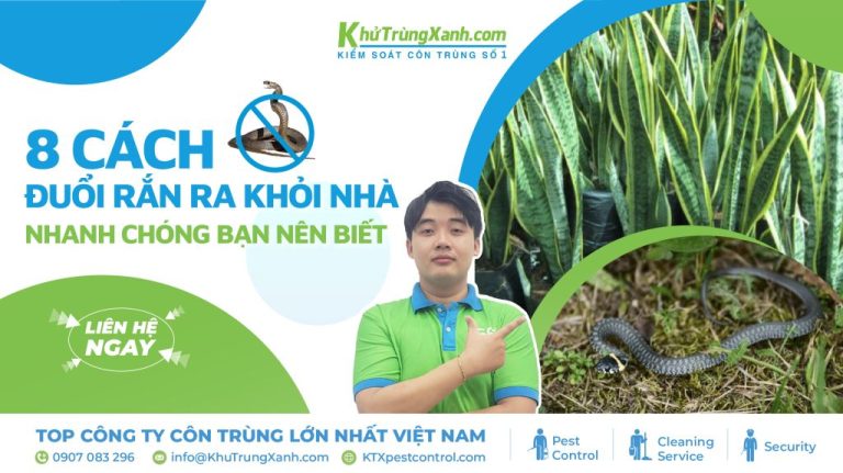 8 Cách đuổi rắn ra khỏi nhà nhanh chóng bạn nên biết 