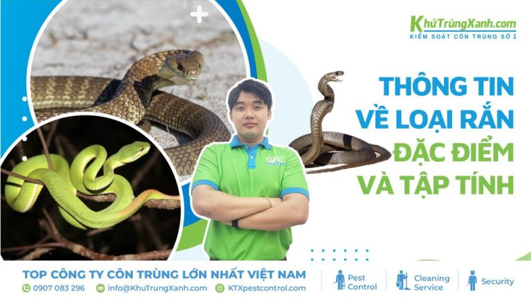 Thông tin về loài rắn – Đặc điểm và tập tính