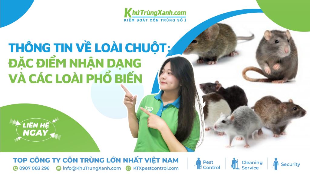 Thông tin về loài chuột: Đặc điểm nhận dạng và các loài phổ biến